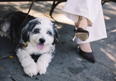 A shaggy black-and-white dog resting at its owner’s feet on a sidewalk