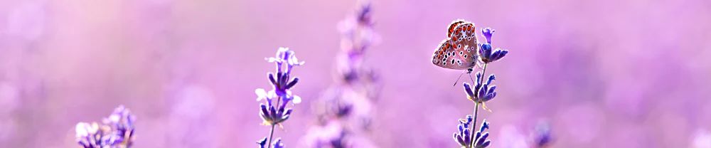 The Essential Oil Company