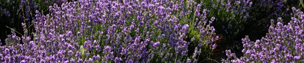 The Essential Oil Company