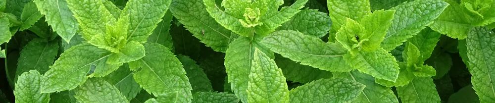 The Essential Oil Company
