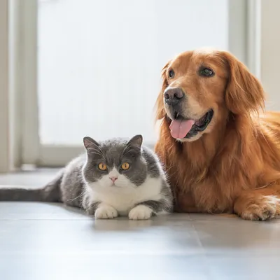 Pets